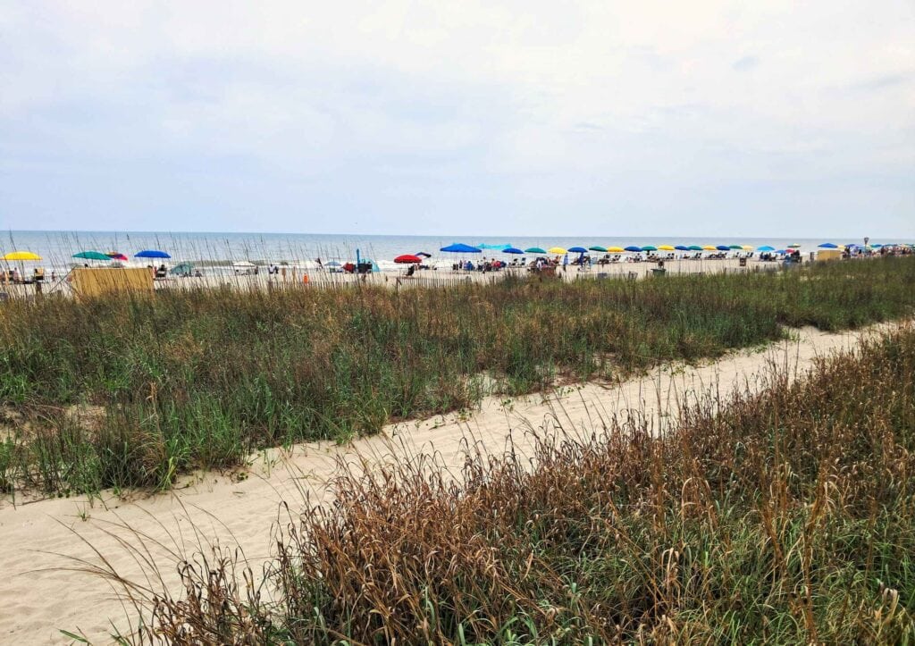 Sand dunes with sea grass and a row of rental umbrellas in the background on the beach.