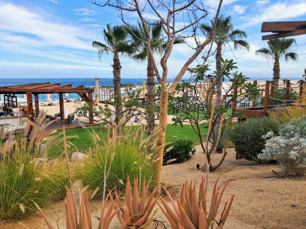 Palm trees, grasses, and cacti are part of the pristine landscaping at Hilton Los Cabos.