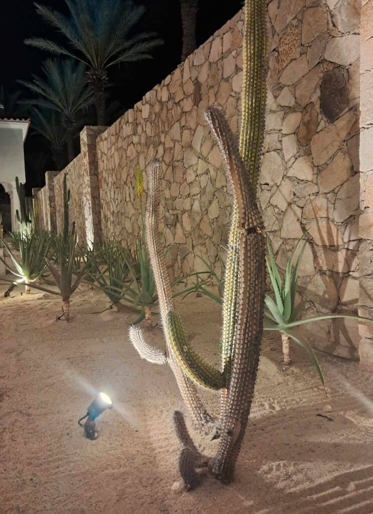Lanscaping around the lobby area with cacti at the Hilton Los Cabos.