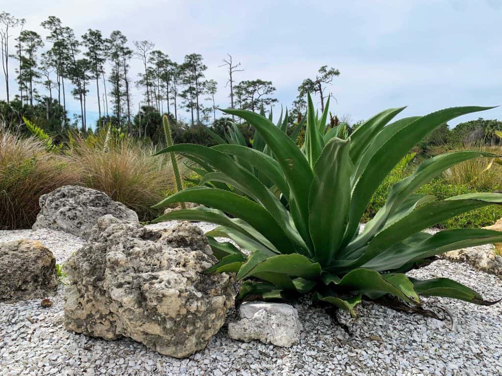 Arid scene with a cactus plant and rocks at the Naples Botanical Gardens.