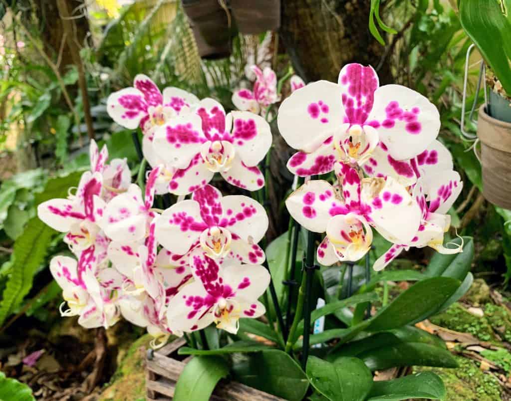 White and pink orchids at the Naples Botanical Gardens.