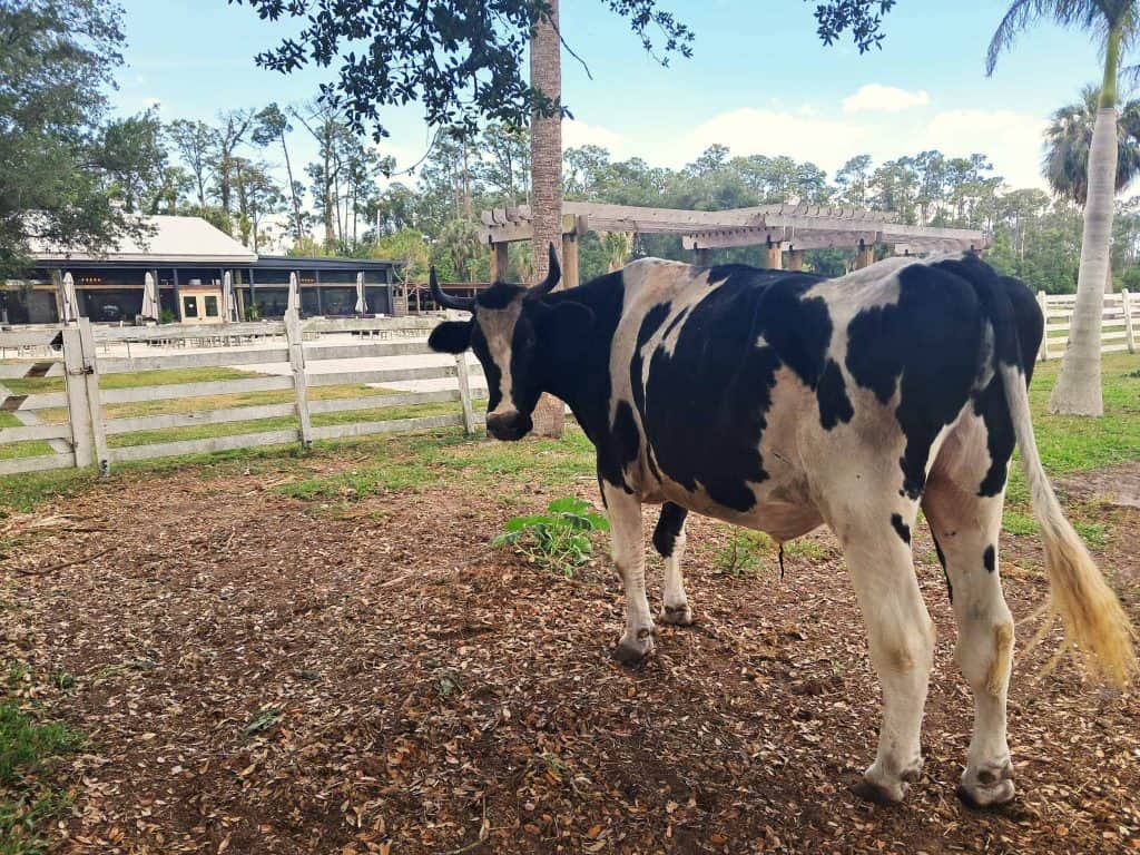 Brie, the Jersey cow with the restaurant in the background.