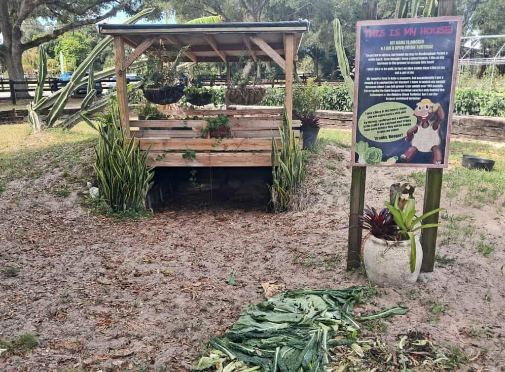 Booger, the giant tortoise, lhouse and food in the gardens at Buckingham Farms.