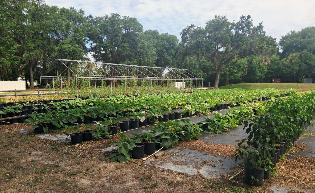 Vegetable garden at Buckingham Farms in Fort Myers.