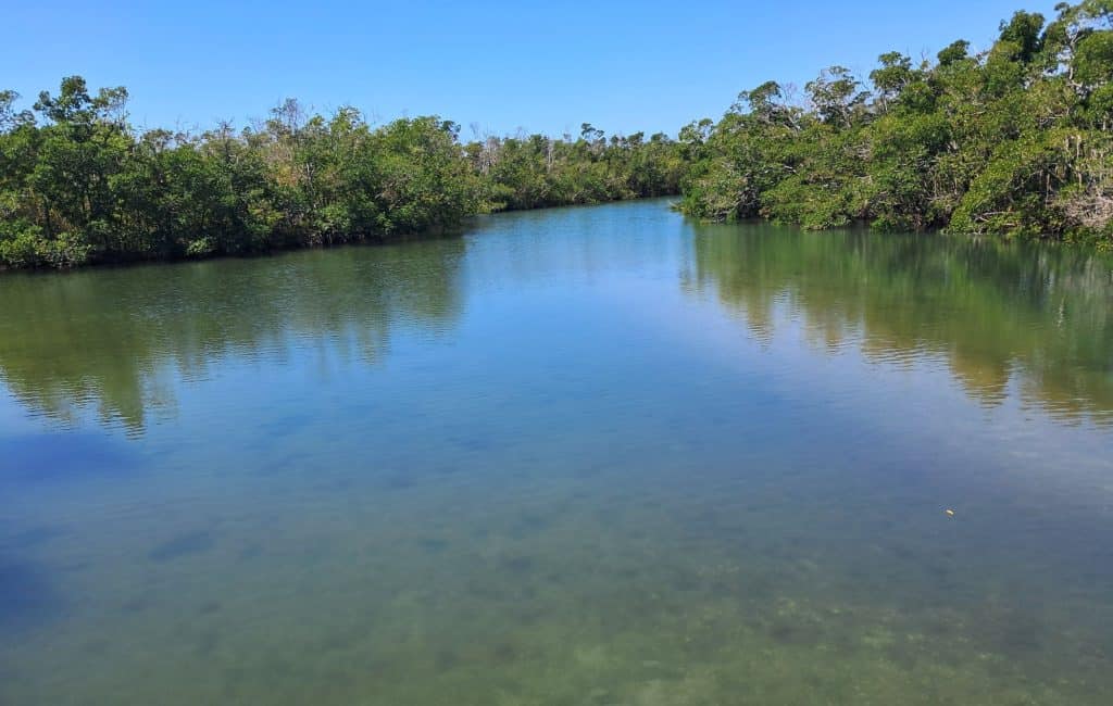 Shallow water surrounded by mangroves for kayaking at Bunche Beach.