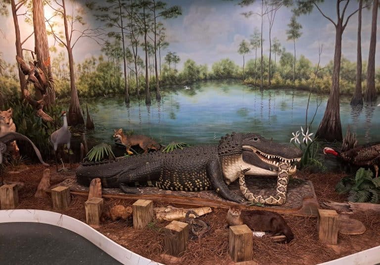 Display of animals found in the Fort Myers area including alligators, snakes, and panthers.
