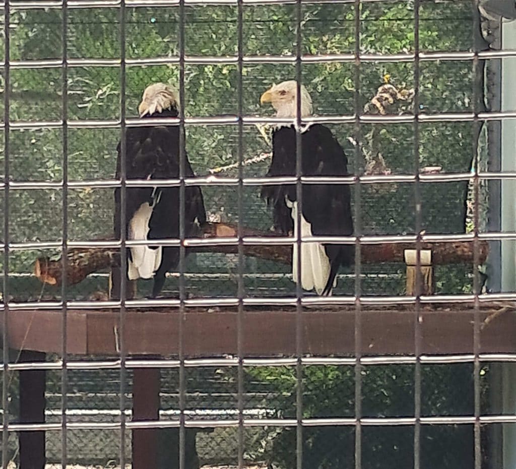 Two American eagles in a cage at the Calusa Nature Center.