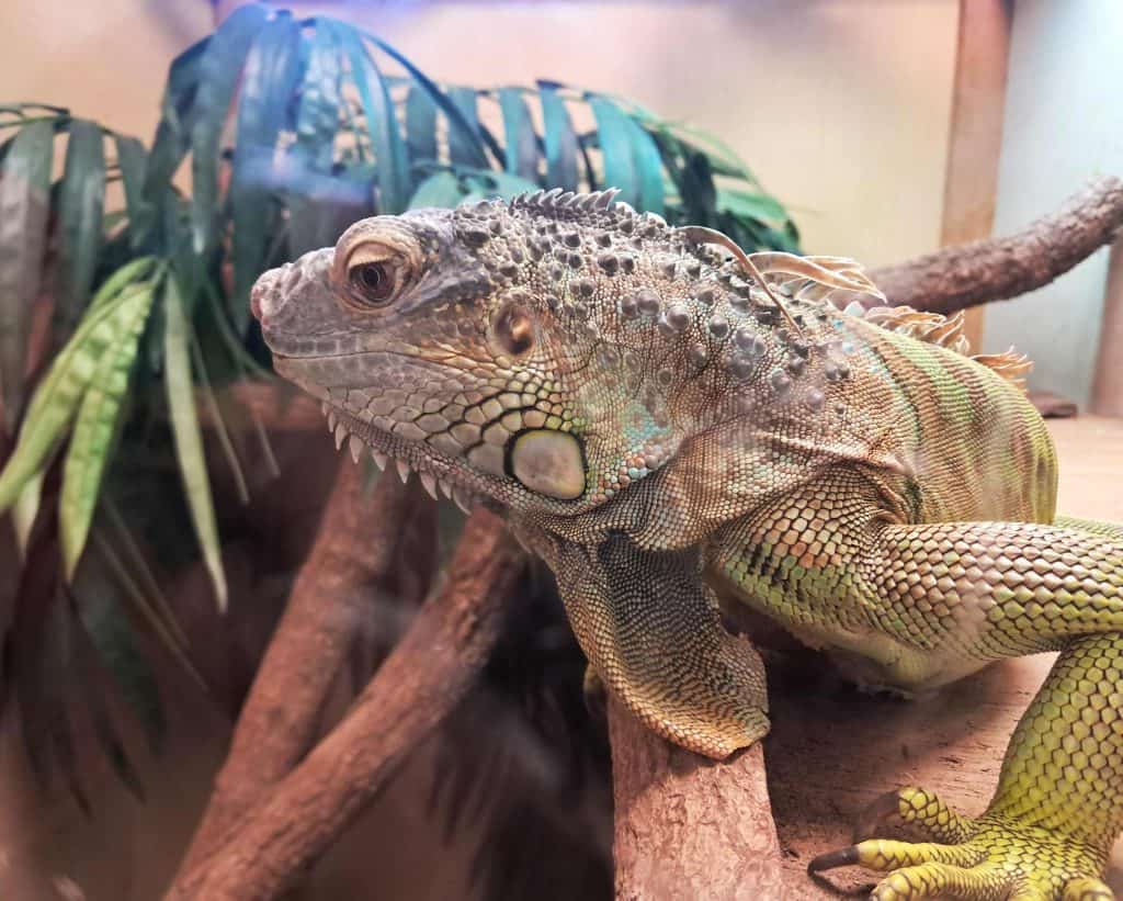 An iguana on a tree branch inside the Calusa Nature Center.