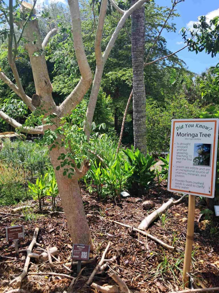 Moringa tree with a sign next to it.