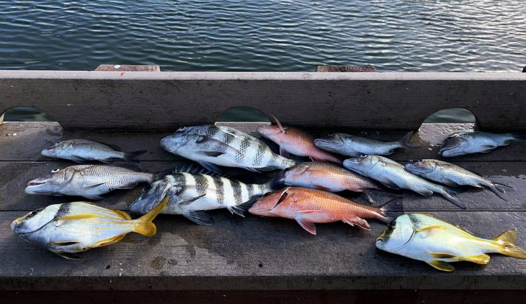 Variety of freshly caught fish on the cleaning table after a fishing charter trip.
