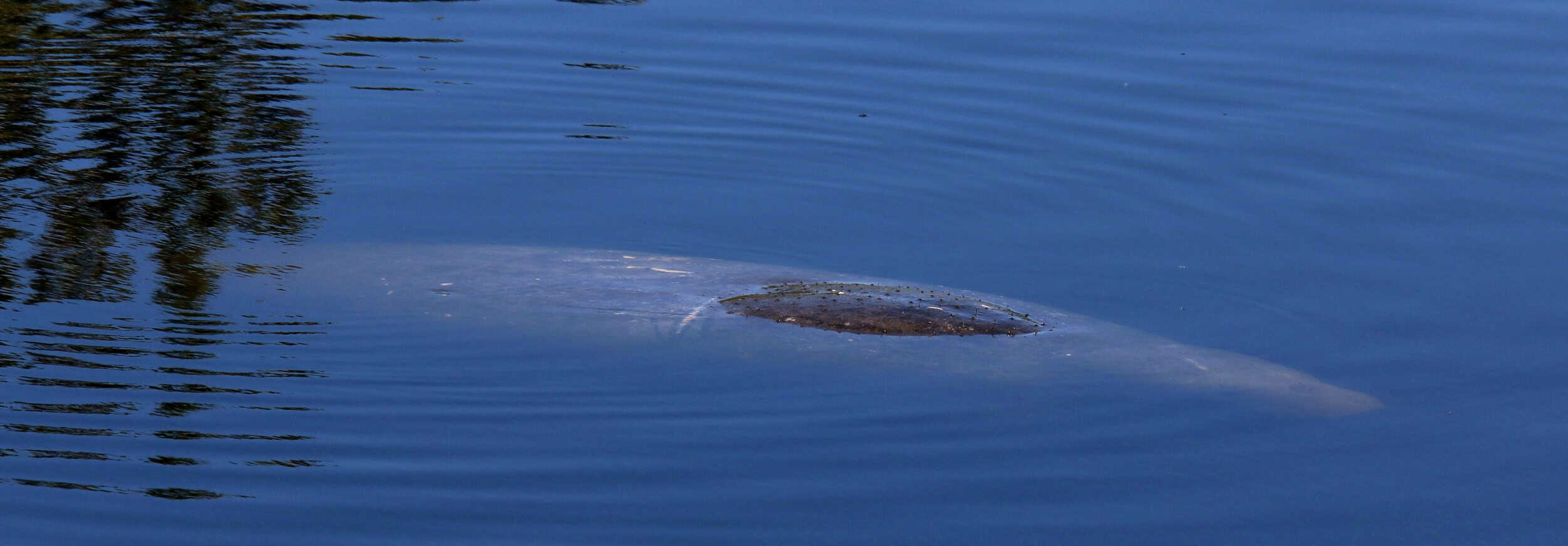 Manatee in the water at the park in Fort Myers Florida.